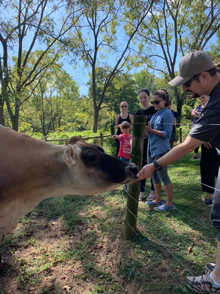 Sanctuary Cow