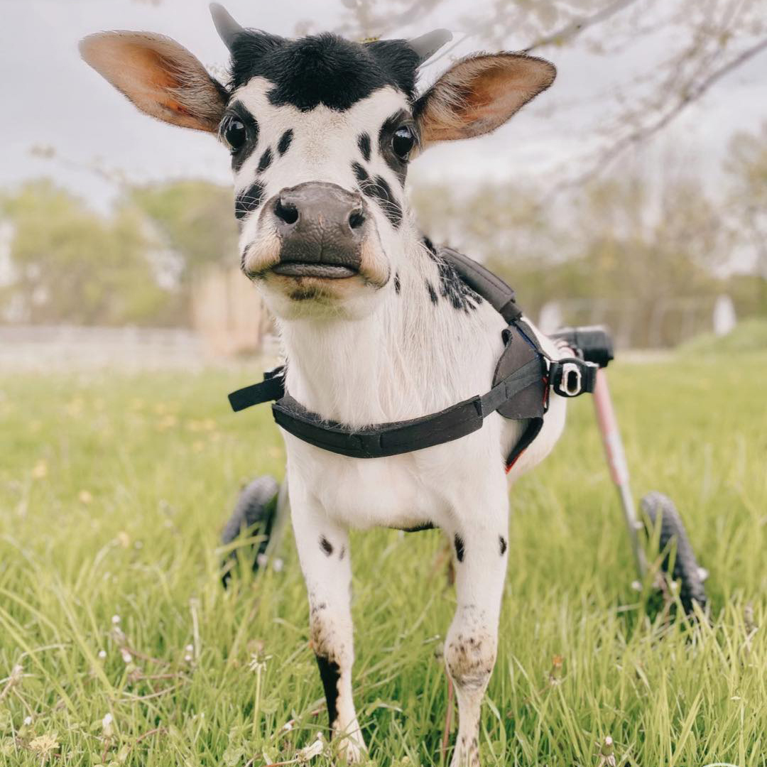 Iowa - Lancaster Farm Sanctuary