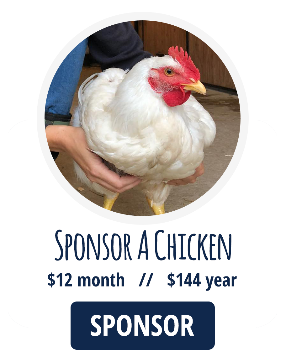 sponsor-button-chicken-finalx - Lancaster Farm Sanctuary