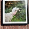 Photo set of three-Griselda, Luna and Gregory - Image 2