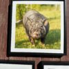 Photo set of three-Griselda, Luna and Gregory - Image 3